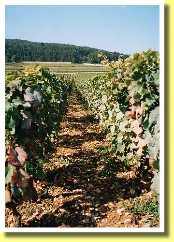 フランス東部ブルゴーニュ地方のワイン村ジュヴレ・シャンベルタンのブドウ畑